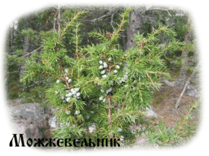 Очистить Оберег. Можжевельник...